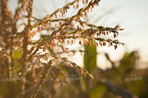 Corn - Mid-Season 1282
