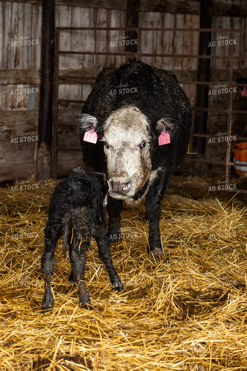 Newborn Calf and Cow 155458