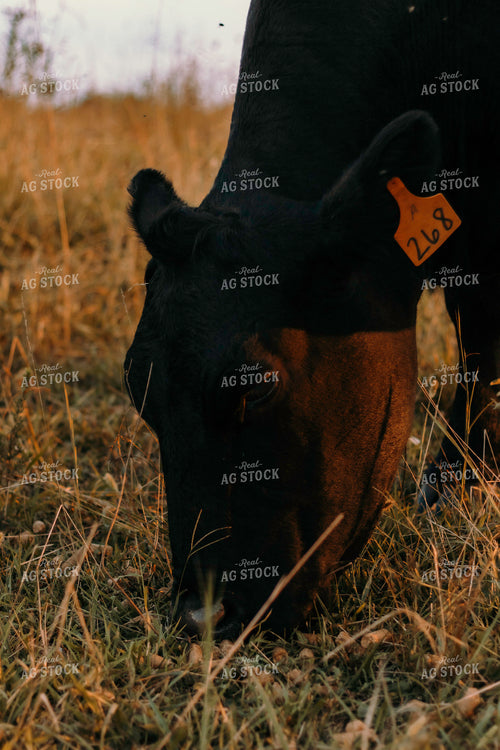 Cow Grazing 108000