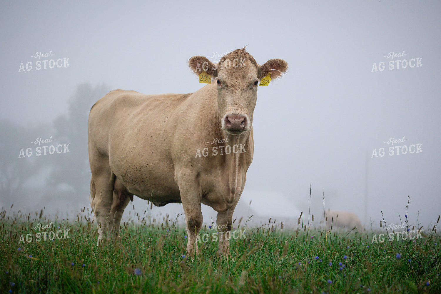 Charolais Cattle on Pasture 219138