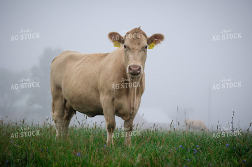 Charolais Cattle on Pasture 219138