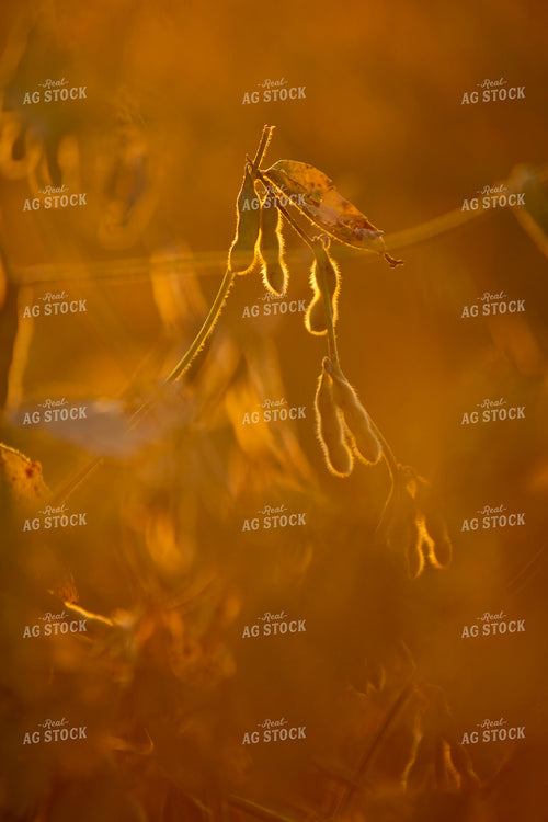 Soybeans - Dry 1524