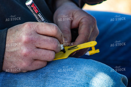 Farmer Writing on Ear Tag 214081