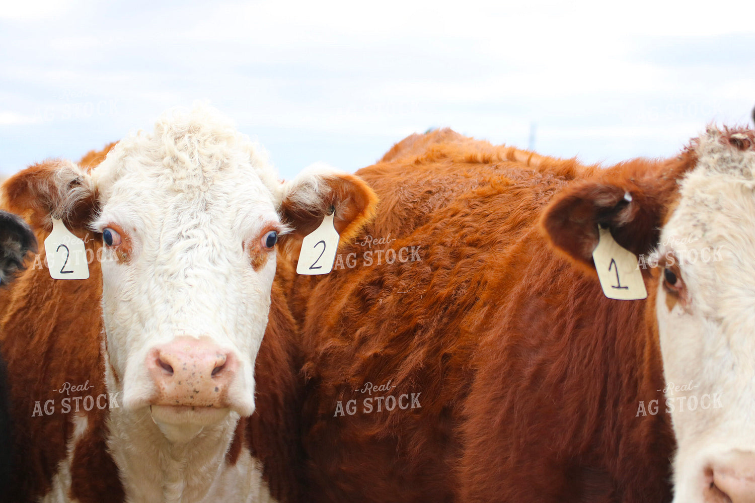 Hereford Cattle Close Up 82465