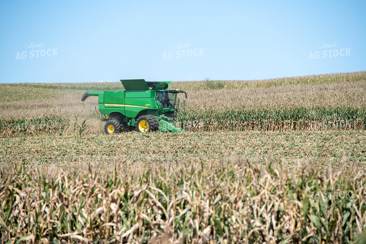 Corn Harvest 193117