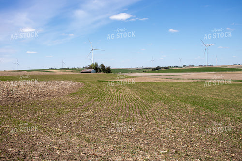 Early Wheat 67074