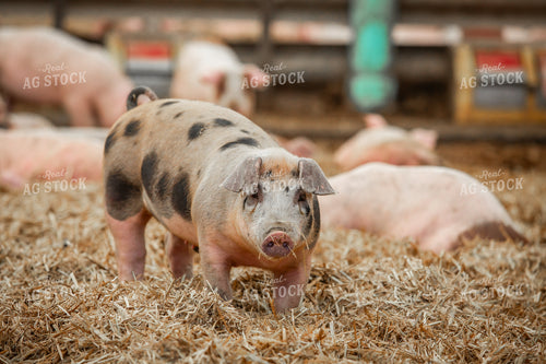 Indoor Pigs 270533