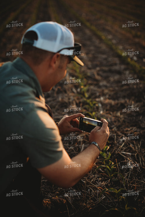 Farmer Agronomist Taking a Picture in Corn and Triticale Cover Crop Field 5916