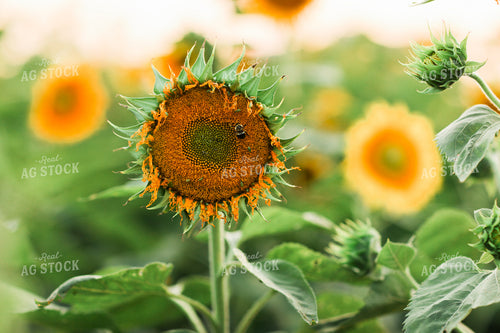 Bee Pollinating Sunflower 3270