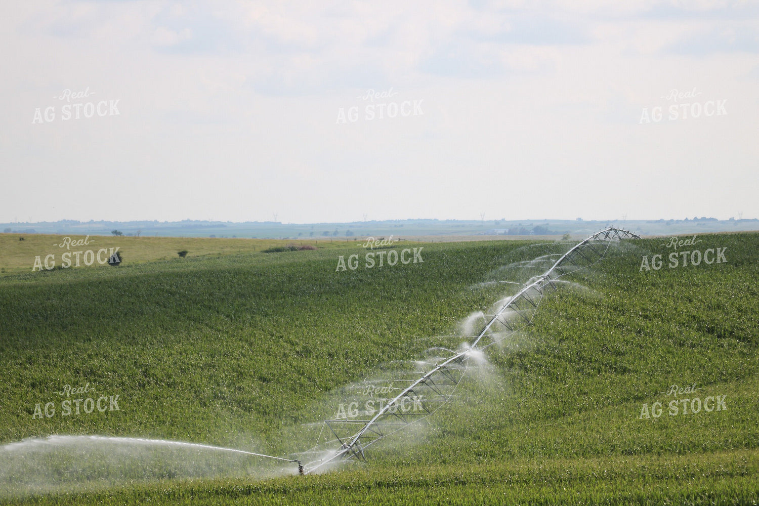 Irrigated Corn Field 82149