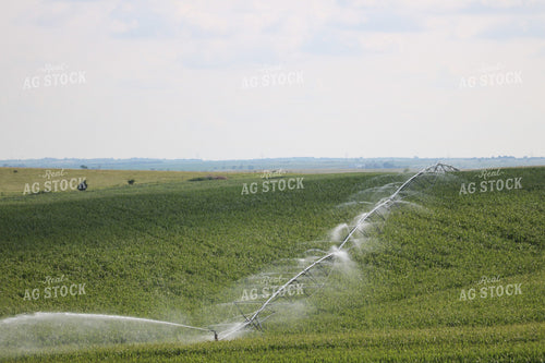 Irrigated Corn Field 82149