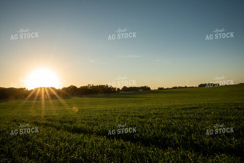 Sunrise Over Dewy Wheat Field 76064
