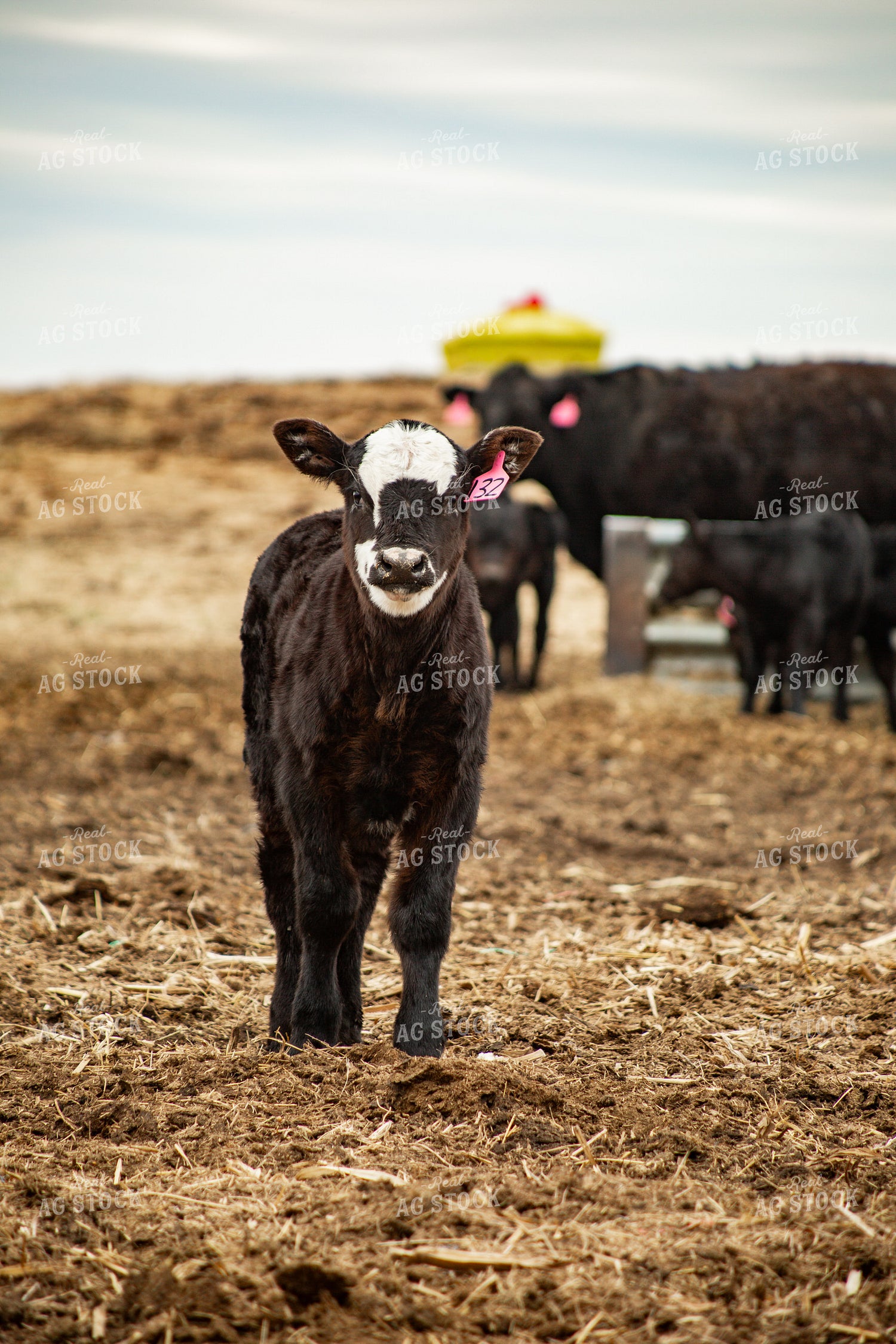 Black Baldy Calf 155680
