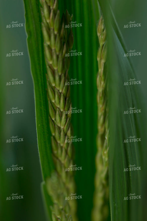 Corn - Mid-Season 1266