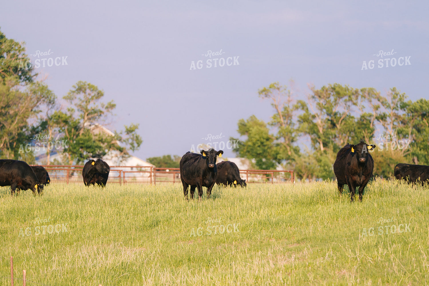 Black Angus Cattle on Pasture 68253