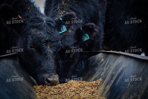 Cattle Eating in Trough 214061