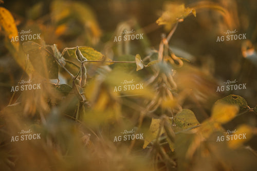 Golden Hour Soybean Plants and Pods 4761