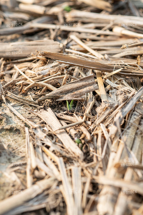 Emerging Soybeans 76697