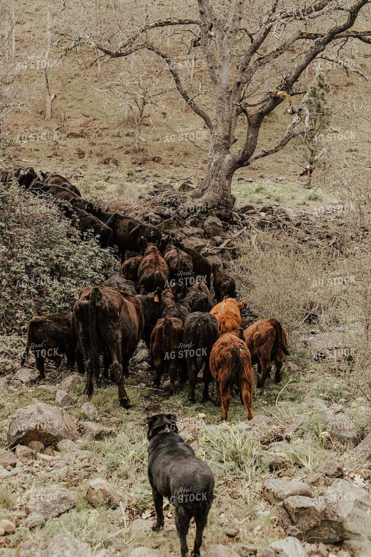 Cattle on Cow Path with Ranch Dog 66016