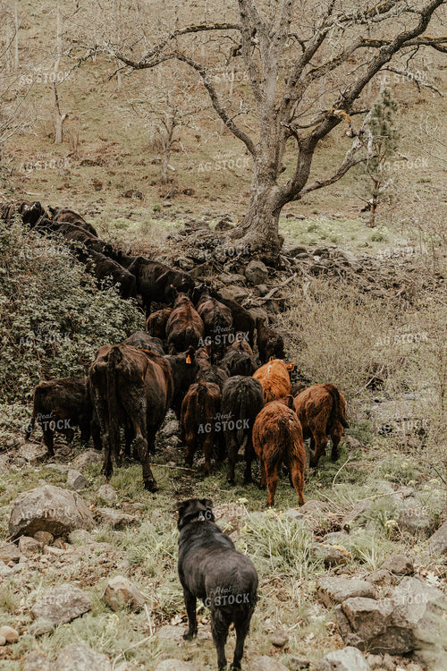 Cattle on Cow Path with Ranch Dog 66016