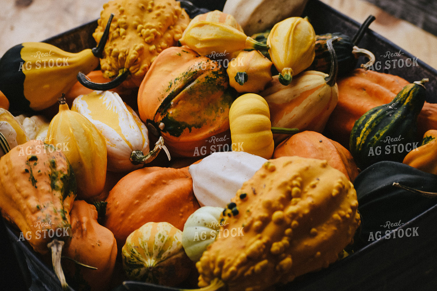 Assorted Gourds 106007