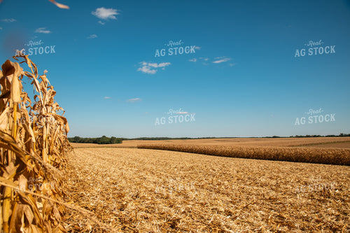 Corn Field 25955
