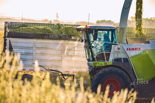 Silage Harvest 148021