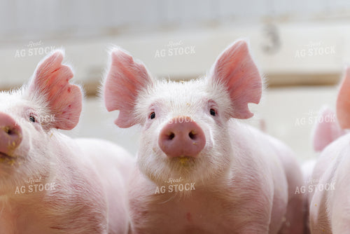 Piglets 233026