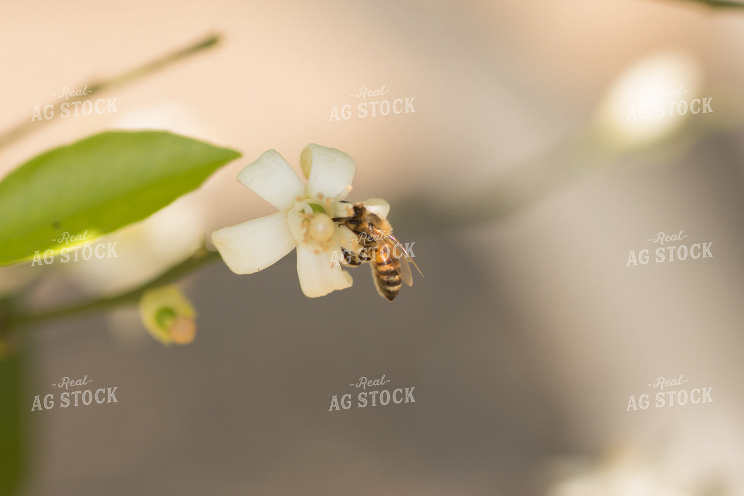 Honeybee on Flower 105008