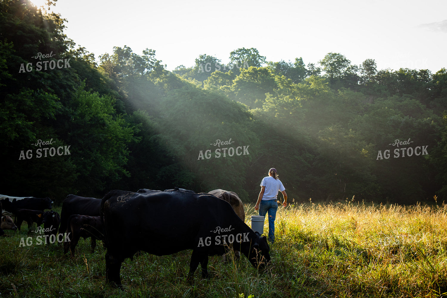 Cattle Producer Checking Herd on Pasture 268408