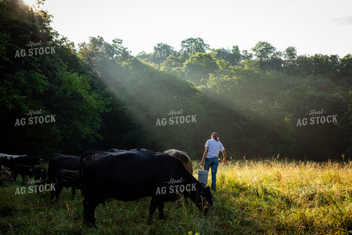 Cattle Producer Checking Herd on Pasture 268408