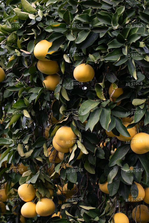 Grapefruit 276022