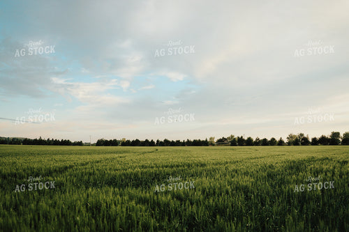 Wheat 83139