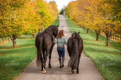 Female Equestrian with Horses 270391