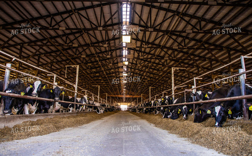Holstein Cattle in Open Air Barn 152233