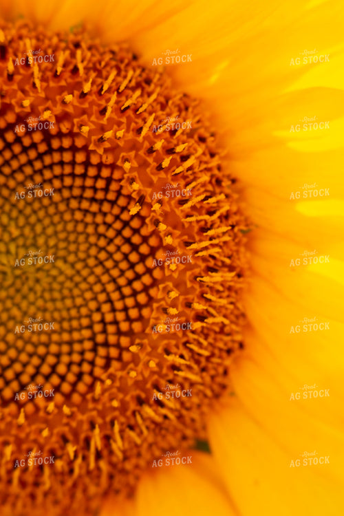 Sunflowers 2062