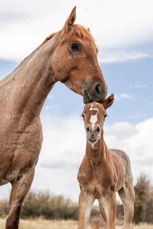 Mare and Foal 304091