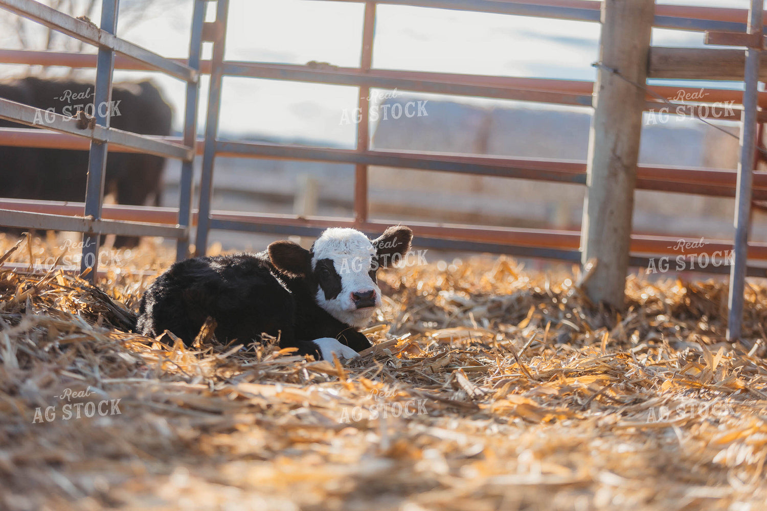 Simmental Calf 174032