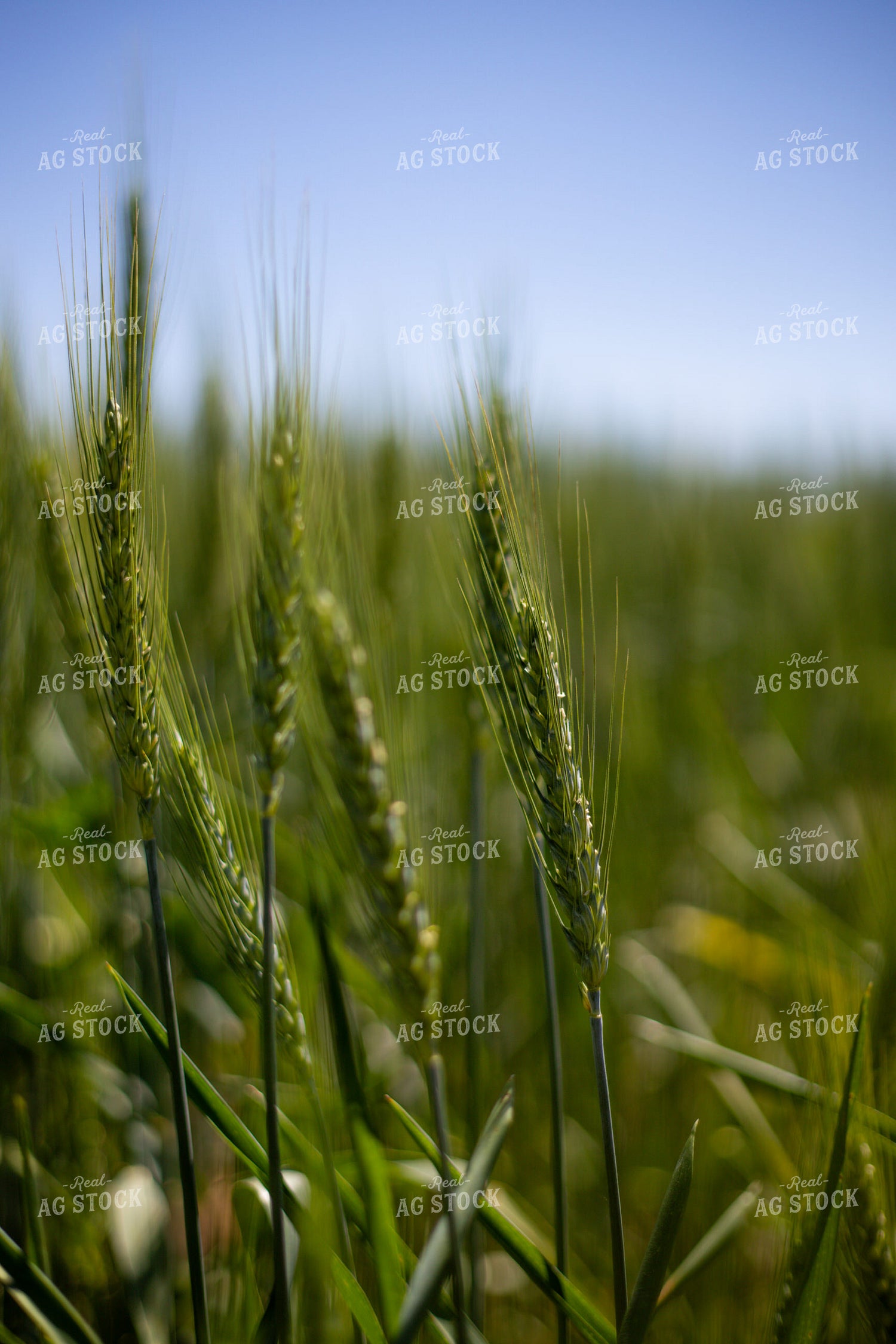 Mid-Season Wheat Field 208093