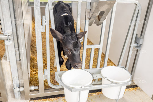Holstein Calves 270181