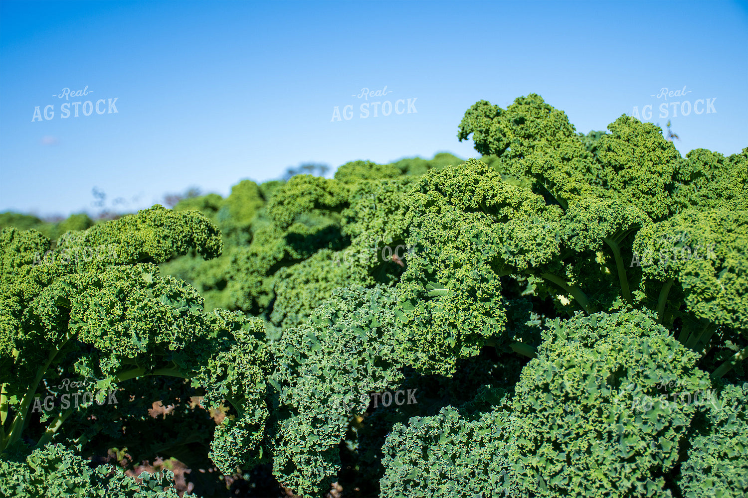 Kale 50208