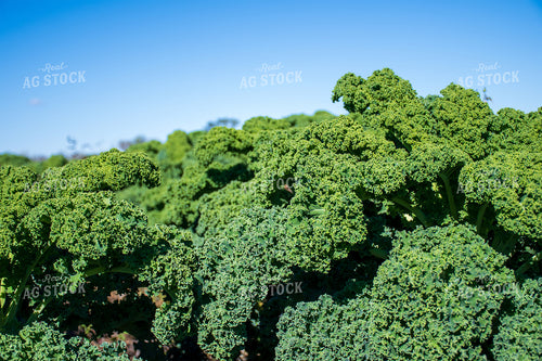 Kale 50208