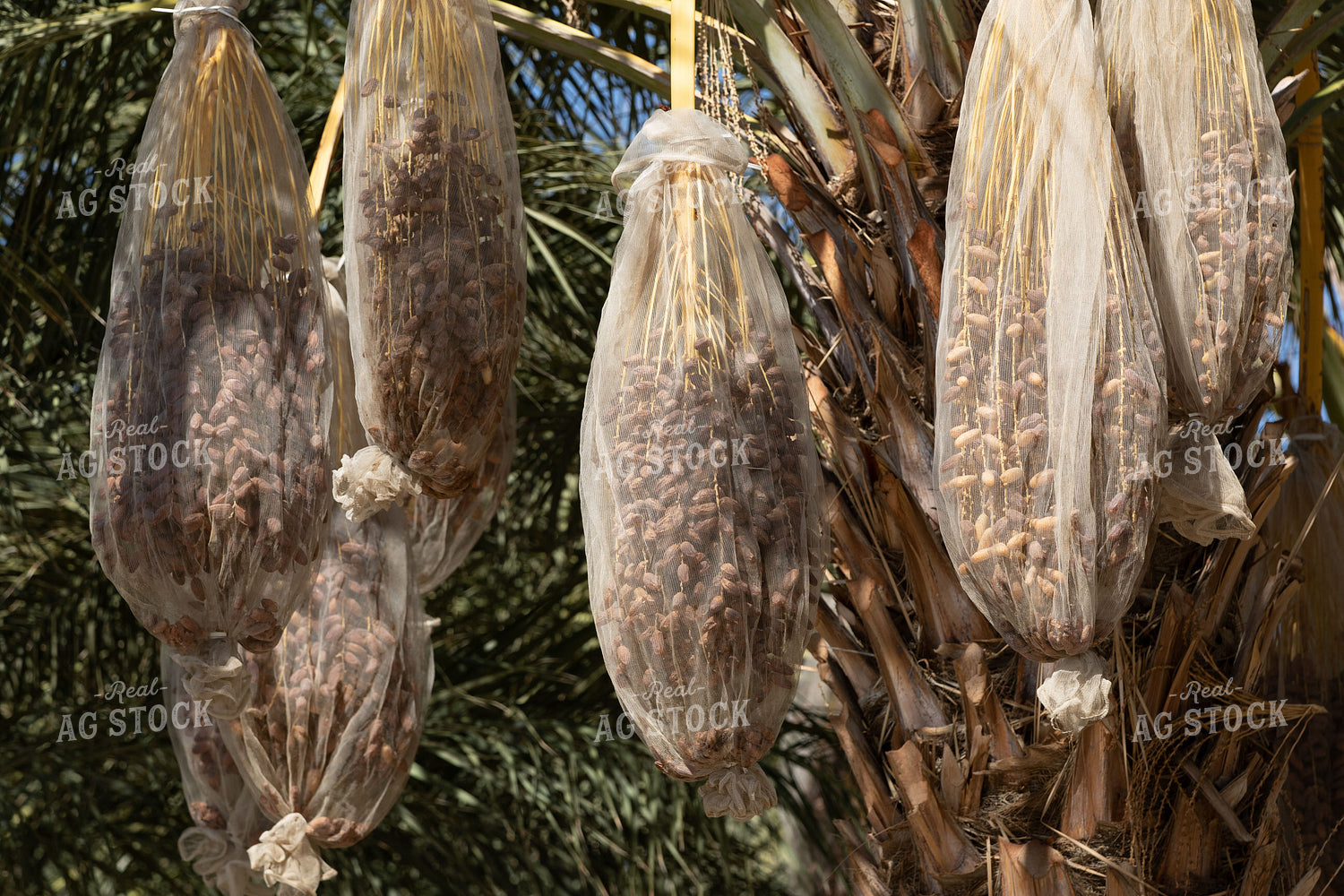 Bundles of Dates 105002
