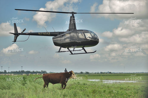 Helicopter Landing in Pasture 110018