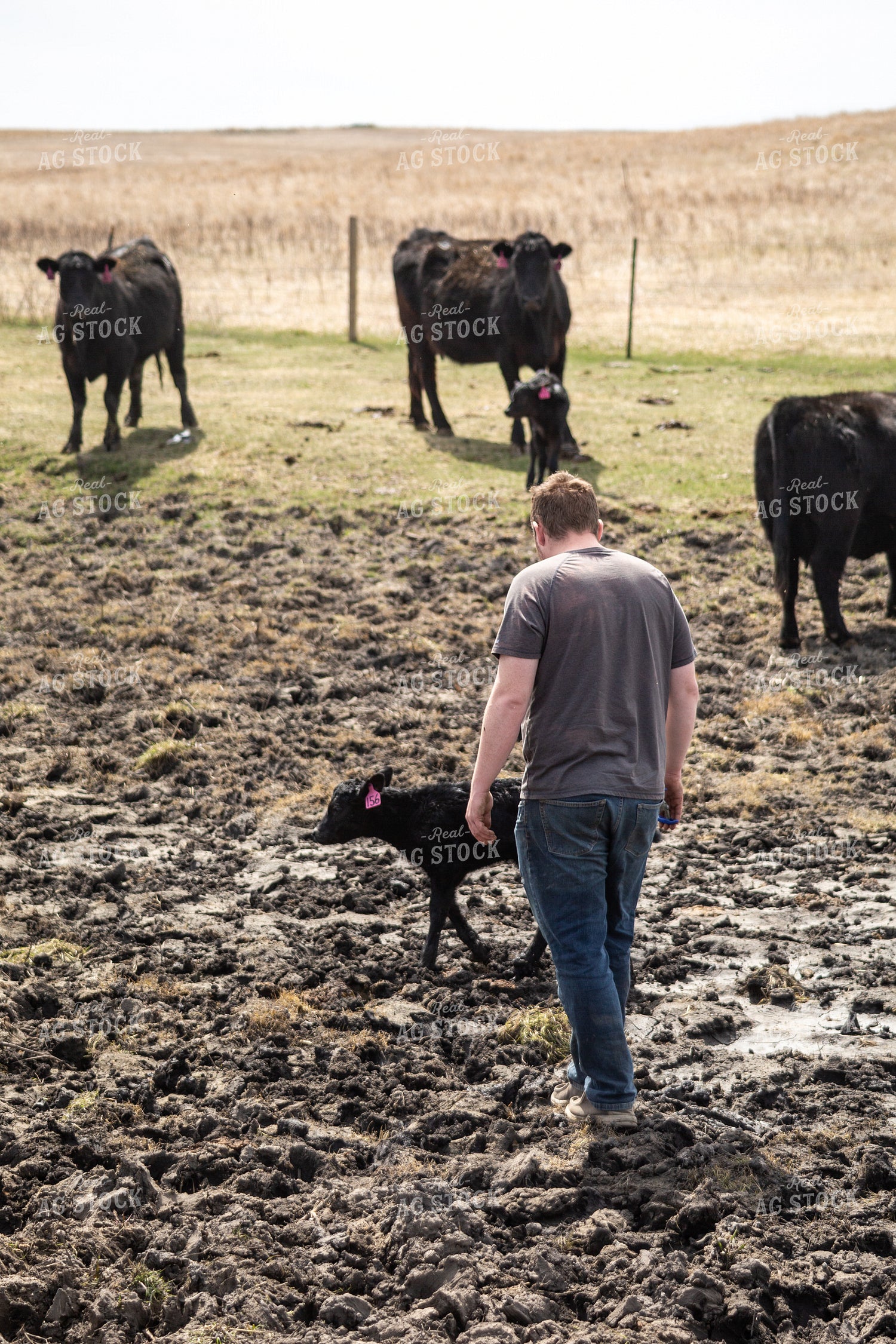 Farmer Checking Cow Calf Pairs 155387