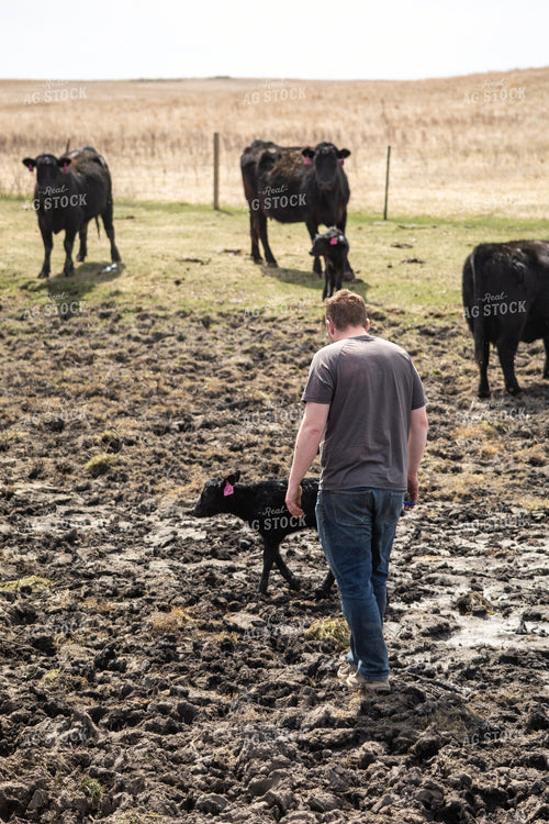 Farmer Checking Cow Calf Pairs 155387