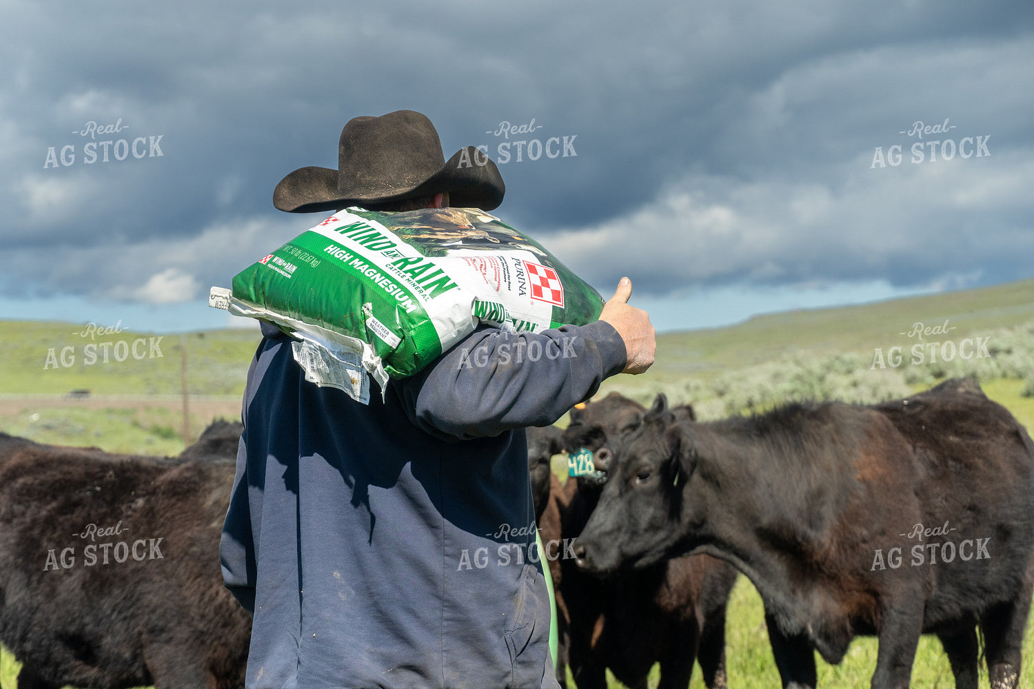 Rancher Taking Mineral to Cattle 65641