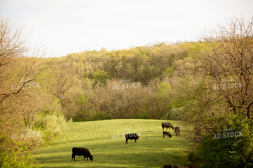 Angus Cow in Pasture 1