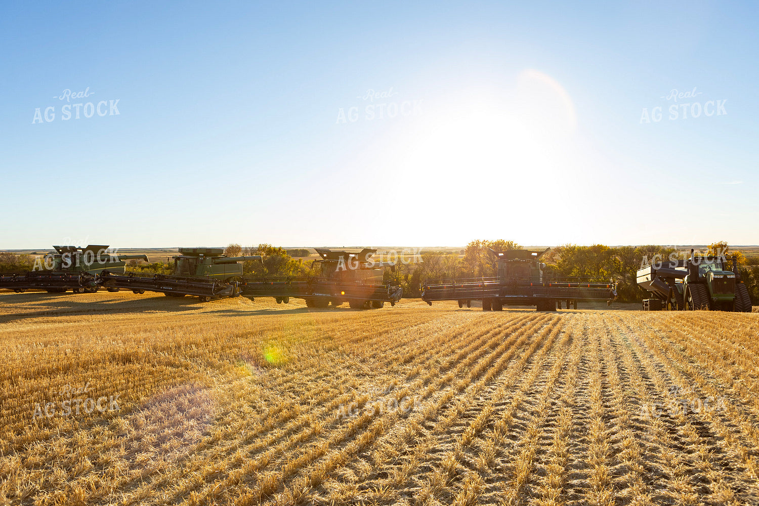 Wheat Harvest 187327