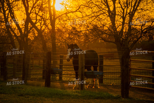 Horse at Sunset 299157